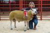 Champion Cross Bred Ram-2